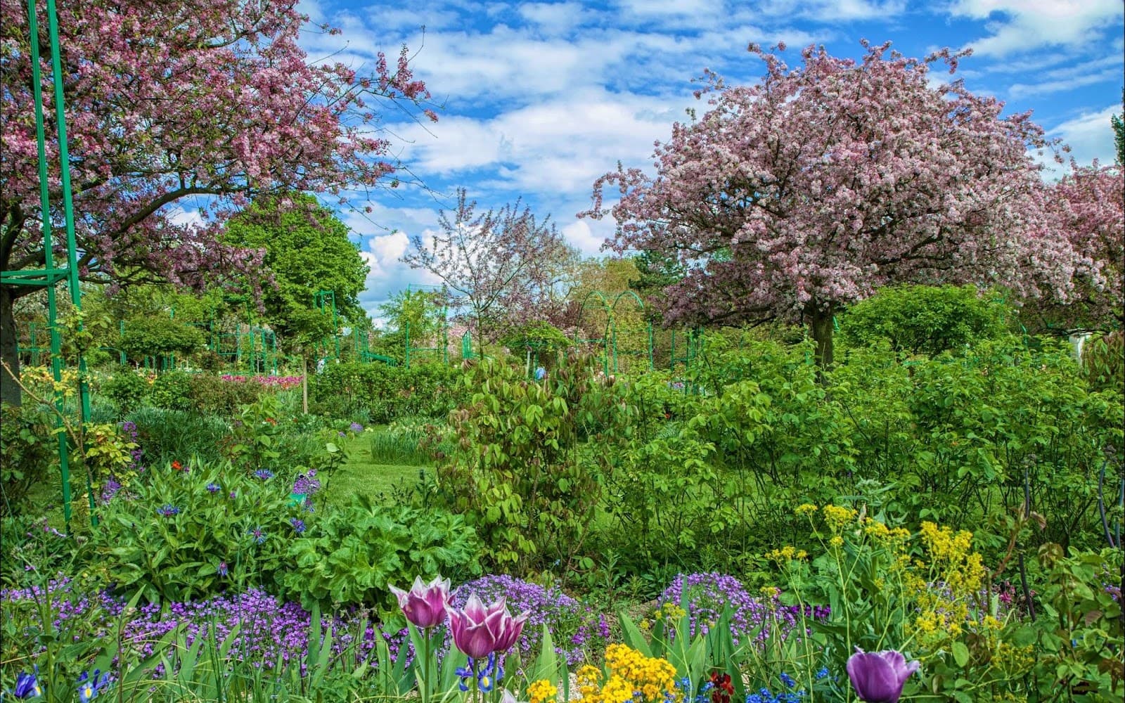 A field of growing flowers and plants